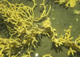 Sediment Management And Marine Sciences
